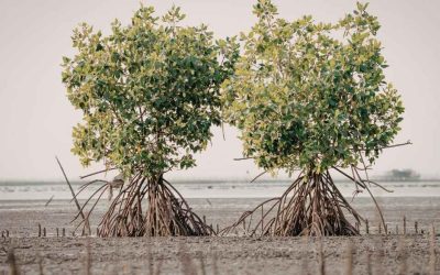 Cocotiers et mangroves au Sénégal: à la rencontre des paysages tropicaux préservés