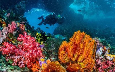 Barrière de corail Sénégal : où plonger pour admirer les plus beaux fonds marins ?