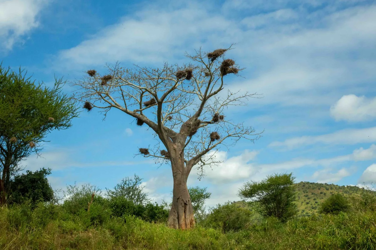 Un baobab centenaire — une route sénégalaise.