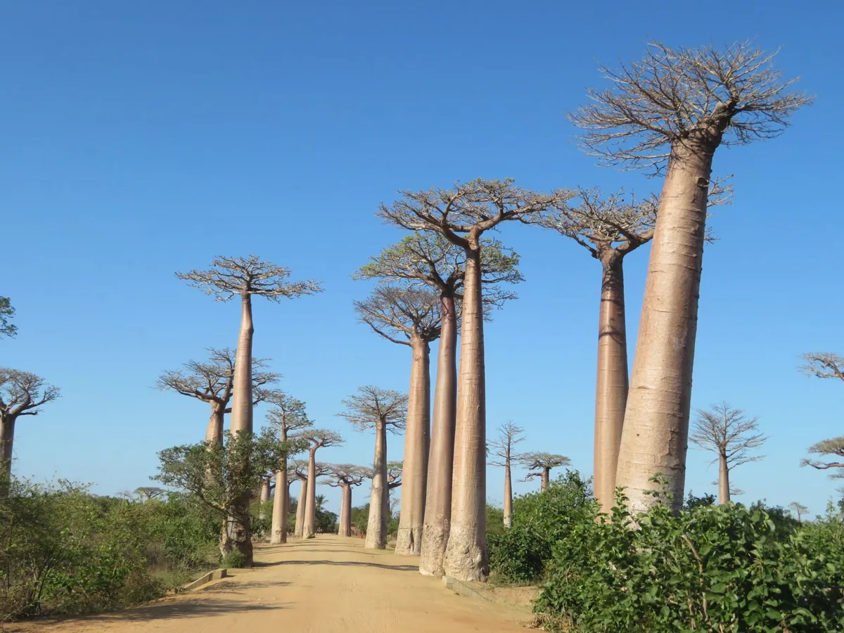 Un baobab centenaire — un paysage sénégalais.