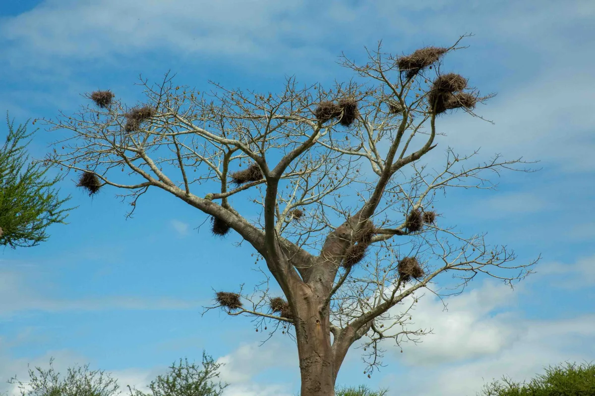 Un baobab centenaire — un paysage sénégalais.