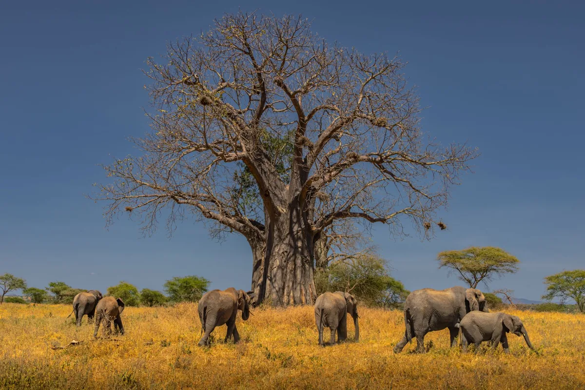 Un baobab en saison sèche — un paysage du Sahel sénégalais.